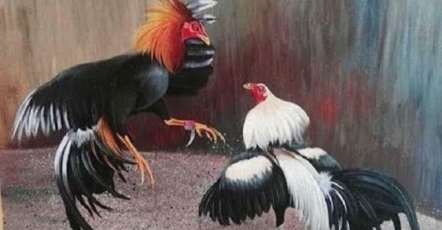 Đá Gà Cựa Dao – Loại Hình Giải Trí Đầu Gà Đặc Sắc Nhất 2024